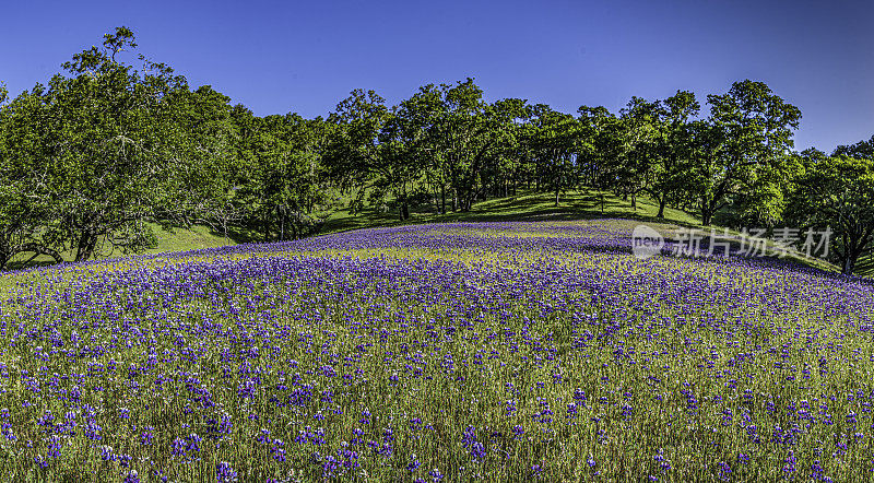 Lupinus nanus，天空羽扇豆，田野羽扇豆，矮羽扇豆，海蓝色羽扇豆或道格拉斯的一年生羽扇豆，是原产于美国西部的一种羽扇豆。生长在Pepperwood自然保护区山坡上的天空羽扇豆;圣罗莎;